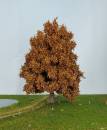 Eiche Spätherbst Profi